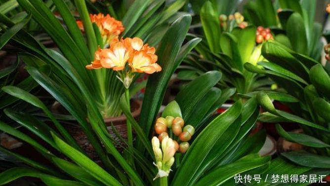 绝技|20年的养花经验,告诉你4个绝技,保证养花不死