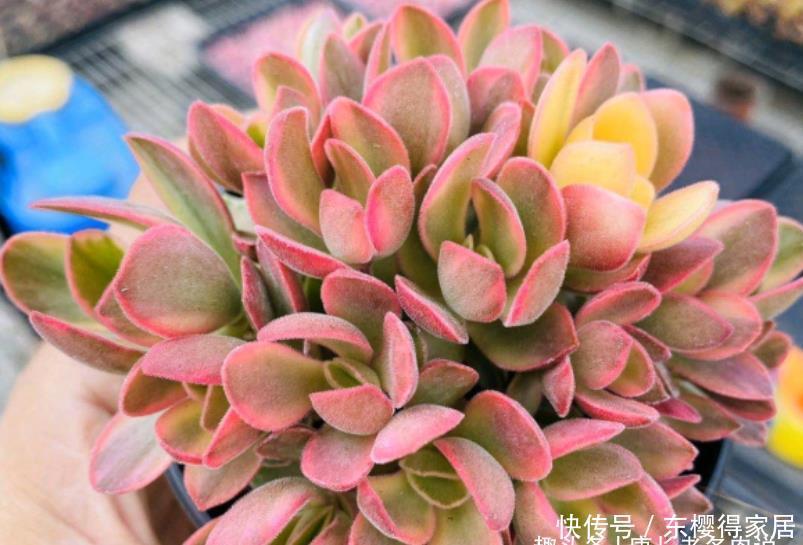 朝霞锦|如朝霞一般漂亮的多肉——朝霞锦,据说它还是传说中的摇钱树出锦