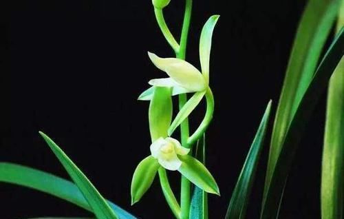 兰花|新手养兰花难吗？这样操作，一年后兰苗就爆满花盆，幽美淡雅