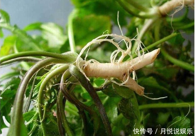 农村|这几种农村路边的野菜,营养价值高还能治病,城里人最爱!