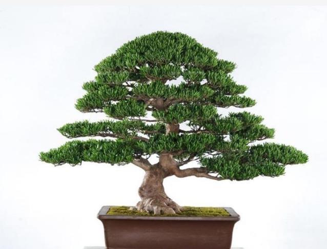湿润|秋天了,快来入手5种盆栽植物,养在家里吉祥又漂亮