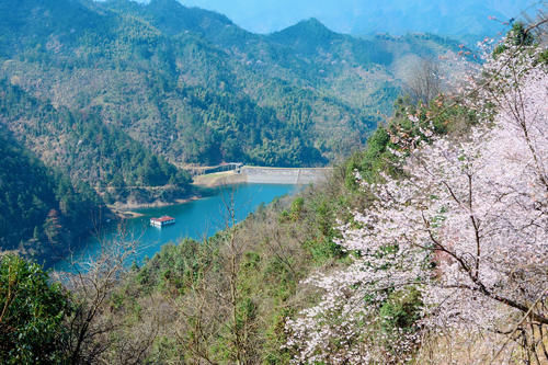 杭州私藏的小众赏樱胜地，山间的野樱花让人沉醉，你去过了吗？