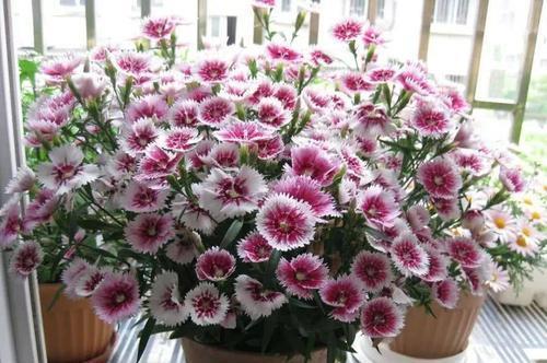 1米宽的防盗窗,照样能养5种花,开花一茬接一茬,谁见了都夸美