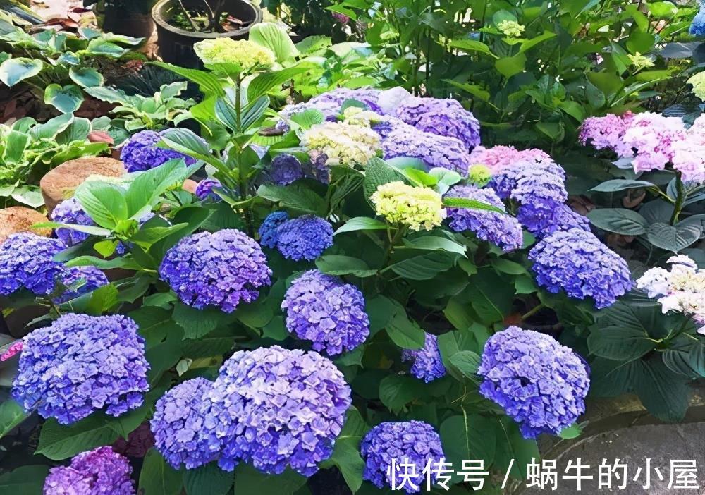 新手|家里养了4种花,7月修剪是关键,还能再开一茬花,新手须知