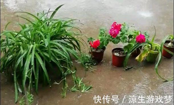 花盆里出现这东西，赶紧换土，不然一浇水就烂根