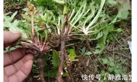 益生菌|长期便秘要排毒！被称为“最好的排毒草”，睡前喝喝，排毒防便秘