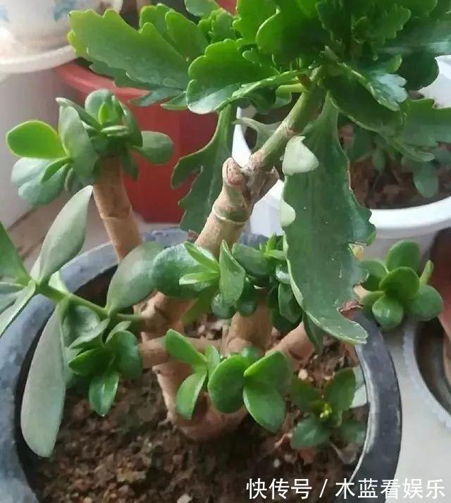 修剪|玉树这样“修剪”才能茎秆粗壮,“玉树临风”,花开不败