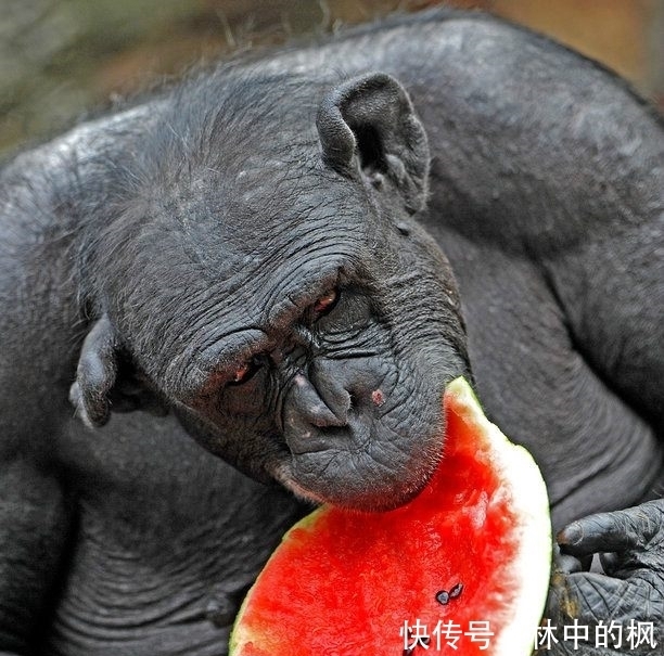 来看|快来看啊,我抓到了一群吃货!真是吃出新境界!