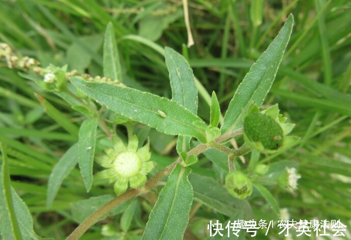 秃头|白发秃头，不用慌！用此物洗头，坚持一段时间白发变黑发，排毒