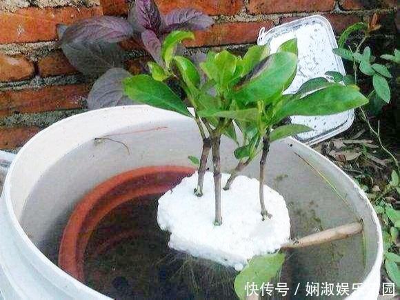 扦插月季、栀子花、三角梅,只用一个矿泉水瓶,插出满满大白根