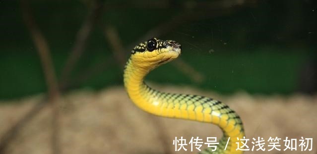 西毒|今天终于知道,西毒欧阳锋的师父是谁,天龙八部有答案,是名女子!