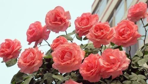 修剪|给月季喂点大补肥,15天冒出一圈笋芽,开出层叠群花!