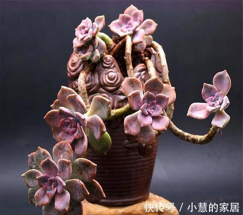 颜色|养多肉紫乐,大胆虐一虐,颜色很梦幻,长成小老桩!