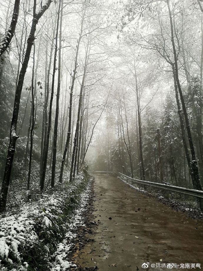 森林|湖南多地迎来2020年下半年来首场降雪 ·雪中的神秘森林