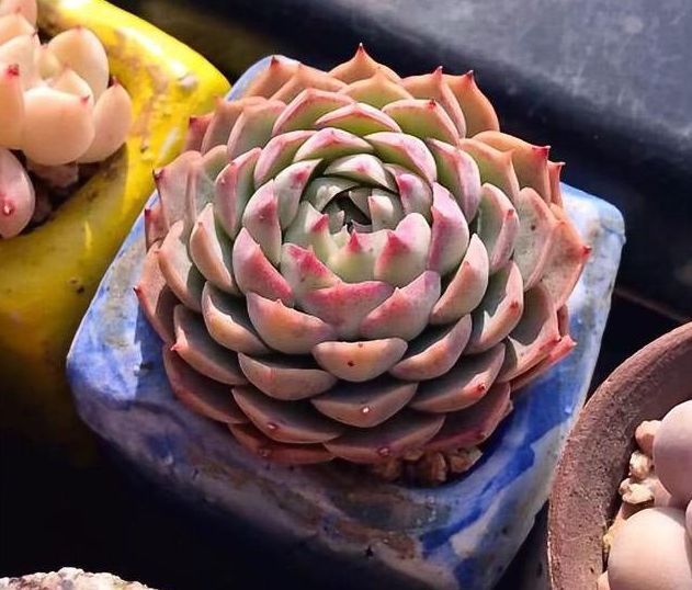 多肉植物移盆的2种方法，全方位解析哪种会更好，让多肉又肥又壮