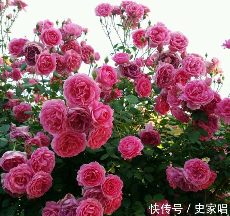 最值得入手的月季,大游行