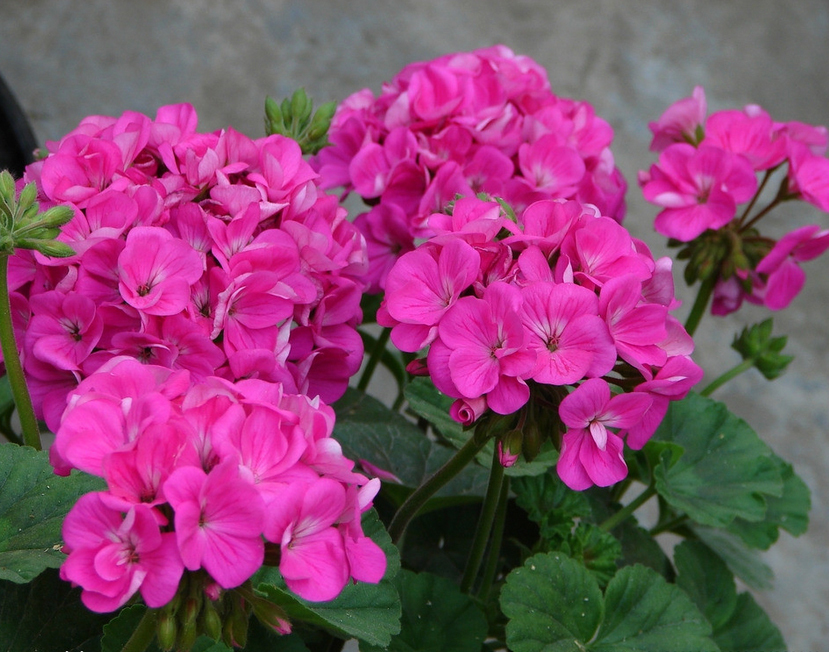 开花机器|这花被称“开花机器”,一开上百朵,爆盆花球年年有,邻居都羡慕