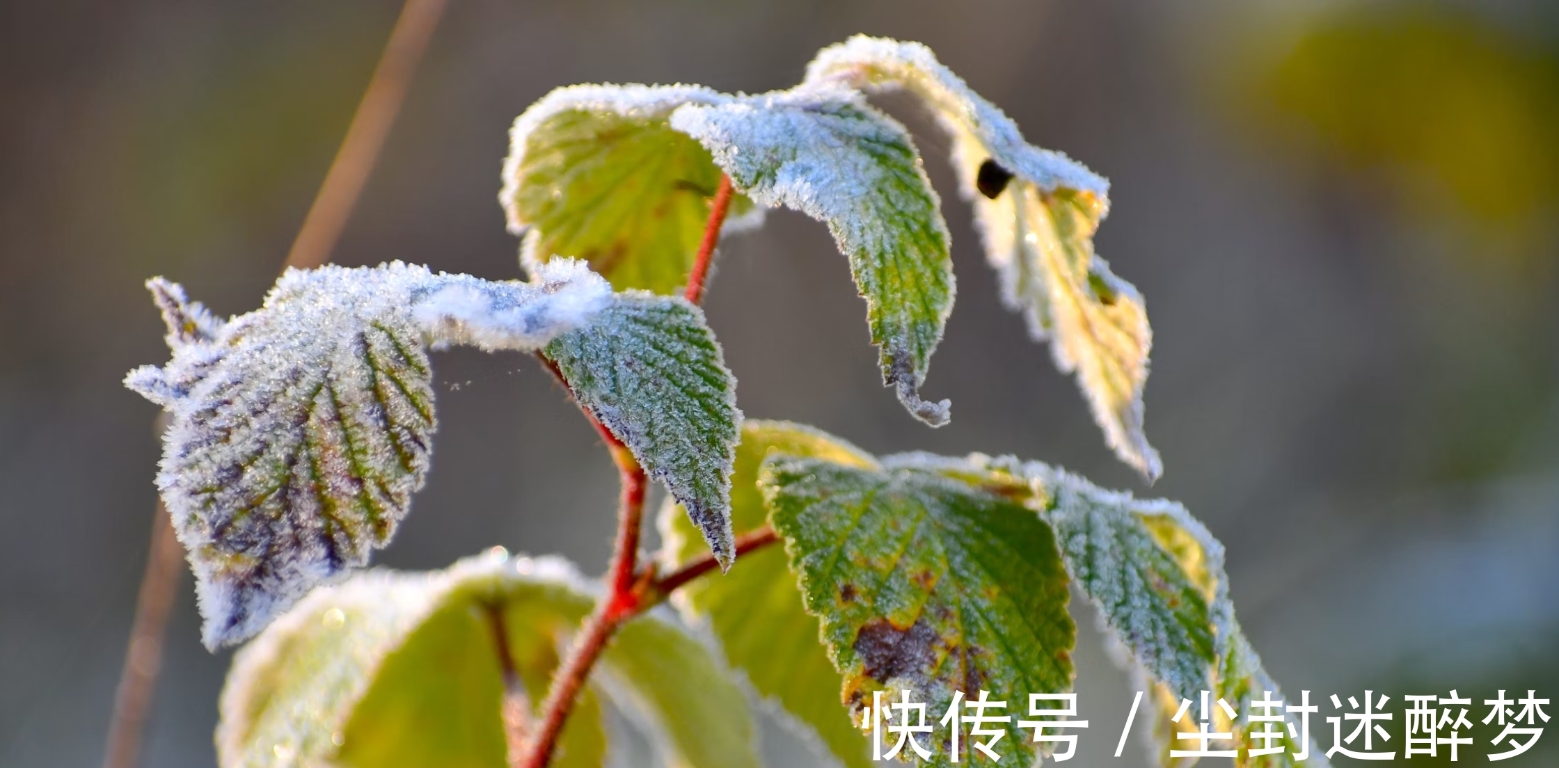 城府|为人高贵，灵魂有趣的星座，他们活得超脱，城府颇深，为人重情