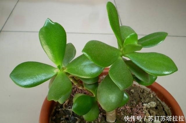 浇水|多肉中最好养的品类——景天树,想让它开花就这么简单