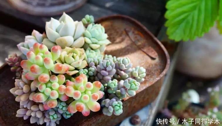 养护|夏季养多肉浇水,这3方面要加倍小心,否则烧根掉叶