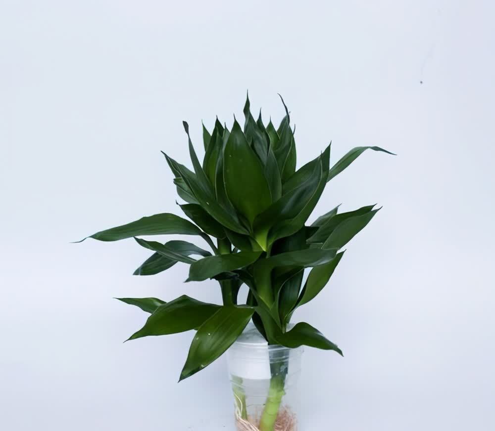 富贵竹四季常绿，这几个知识点要知道，学一学