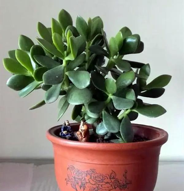 浇水|玉树很精致，养护出现问题，你这么解决就好