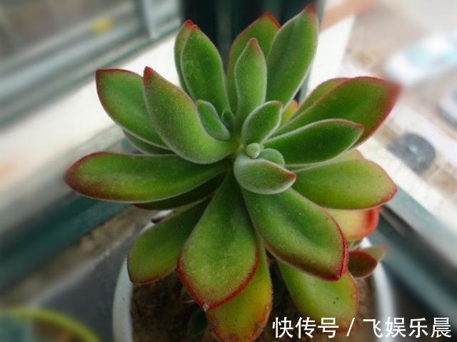 叶片|多肉锦晃星产生病害的3个原因,解决起来不难,室内养护更好