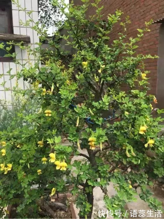 苍劲|山里的1棵老树桩,挖出来种盆里,开花后,眼睛都看直了!