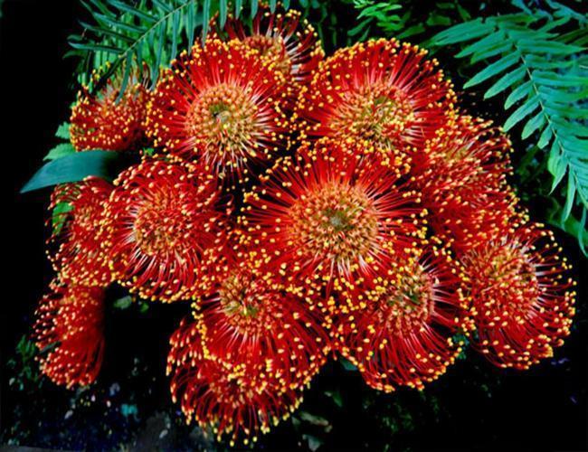 12种奇花异草,认识3种以上,就算见多识广了!