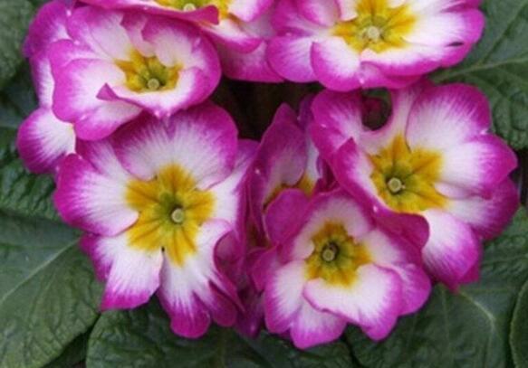 此款木本花卉,花开媲美牡丹,仙气十足,花香怡人,堪称盆栽佳品