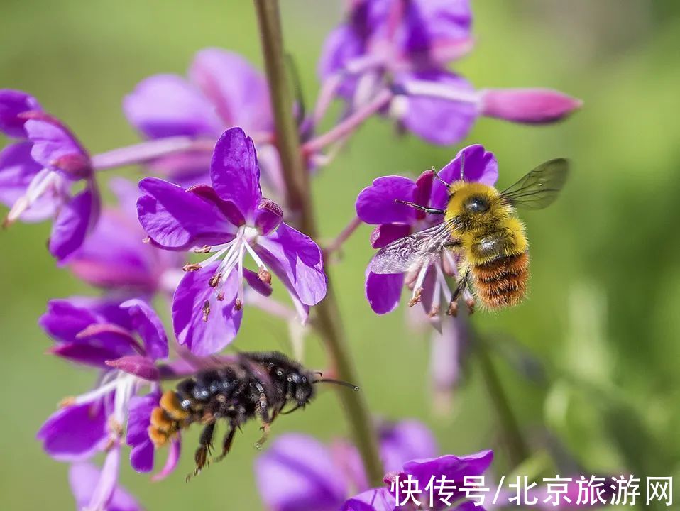 十渡|春已至，花绽放！这份房山赏花攻略请查收！