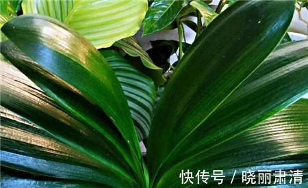 白醋养花的几个小妙招,不施肥、不换土,轻松养爆盆