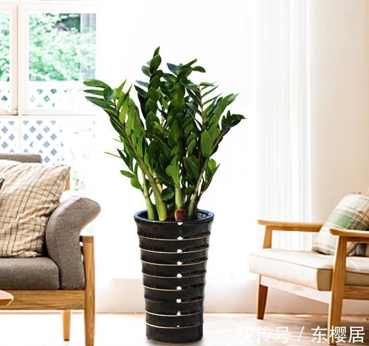 7种健康花,建议至少养一盆,格调高净化能力强,很实用