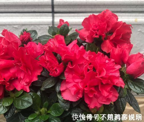 超哥|条件再差,这“3盆花”也要养一盆,镇宅又养人,除湿气、去异味