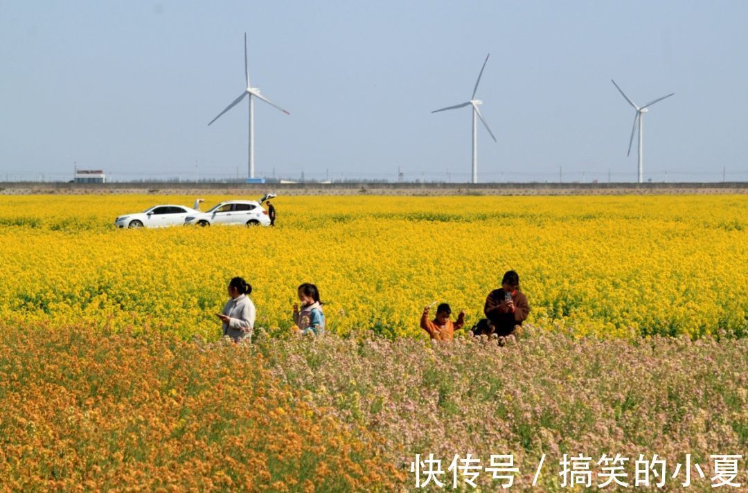 五彩|赶趟末班车，去长兴岛赏千亩五彩油菜花田