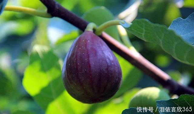 无花果开始结果,养护上做好几点,果实挂满枝头,还超甜