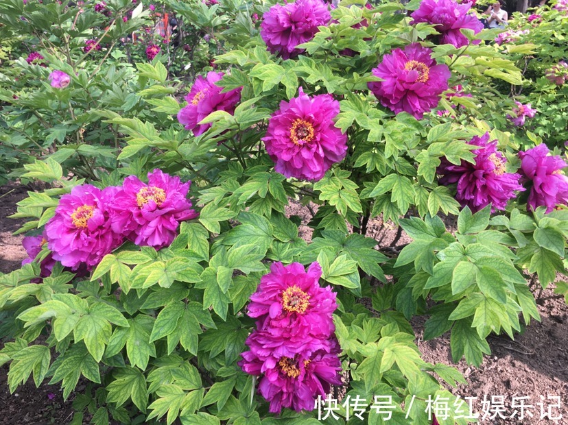 二乔|牡丹是“花中之王”,这些稀有品种就是王中王,很少有人见过!