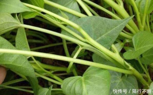 阳台种上两个菜，割完一茬又一茬半个月不用出门，竟好吃又养颜