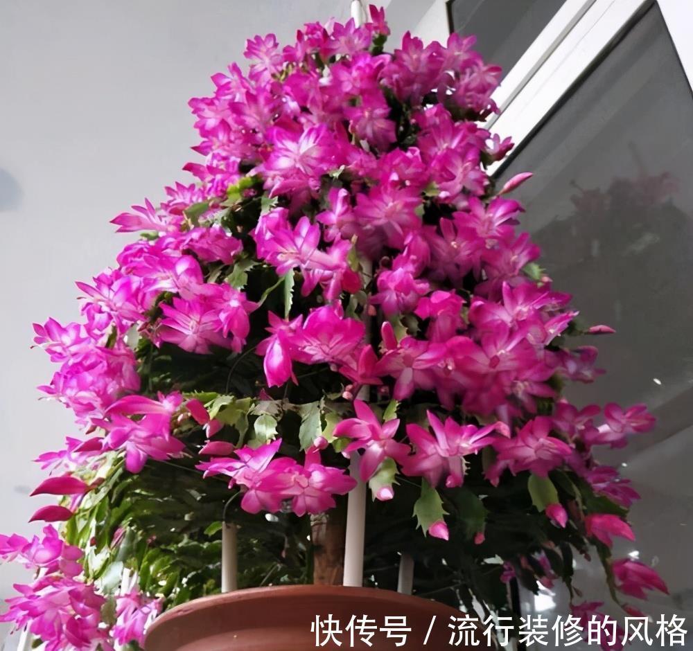 蟹爪兰|立秋之后,蟹爪兰这么养,叶子厚又亮,开花大爆发