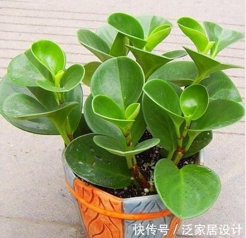 花盆|养花，在浇水后，尽量利用花盆底部的排水孔排泄积水
