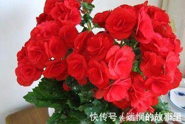 胜过|新手养护花卉,就养胜过玫瑰,花开四季的花卉,给水就旺!
