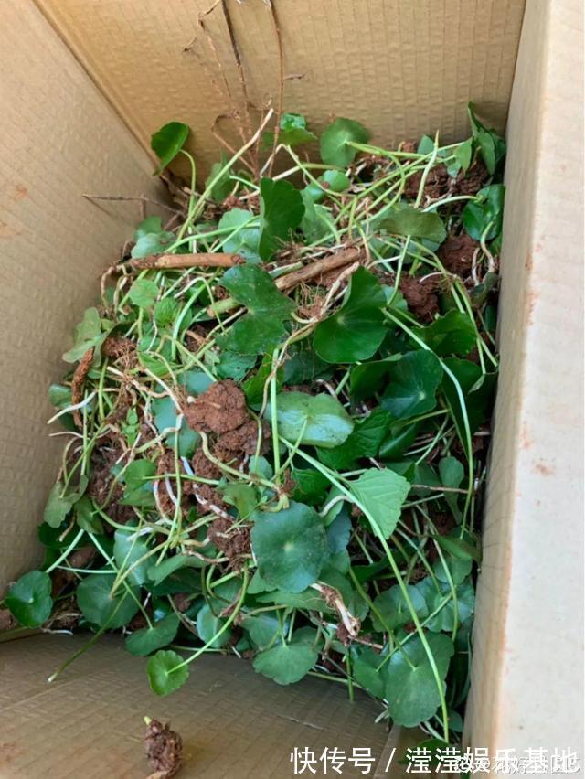 花友|5种花最好别养,根钻得到处都是,砍都砍不尽