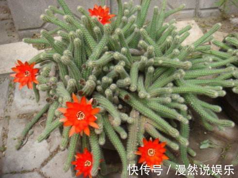 爆盆|白檀仙人掌一折腾，呼呼爆崽，盆都快放不下！