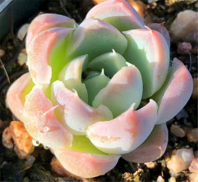 阳台养多肉专用技巧,只要5招,阳台也能养出极品多肉