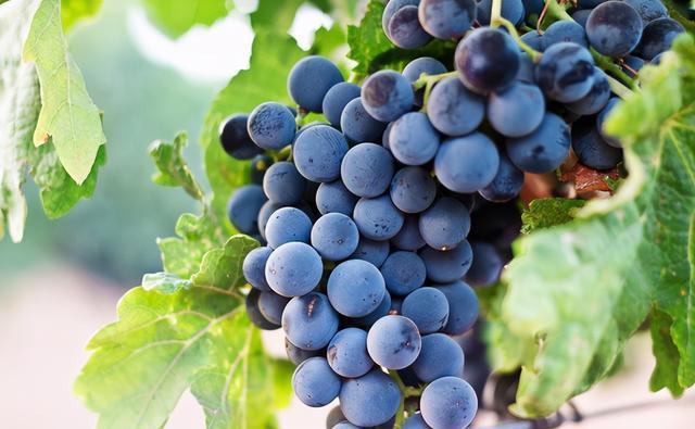 芒果|孕妇吃水果讲究多，孕期做到“3要3少3不要”原则，母子都受益