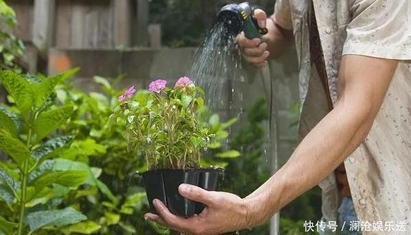 夏季养花，首选这些不怕晒，不怕旱的花卉，养着省心、看着养眼