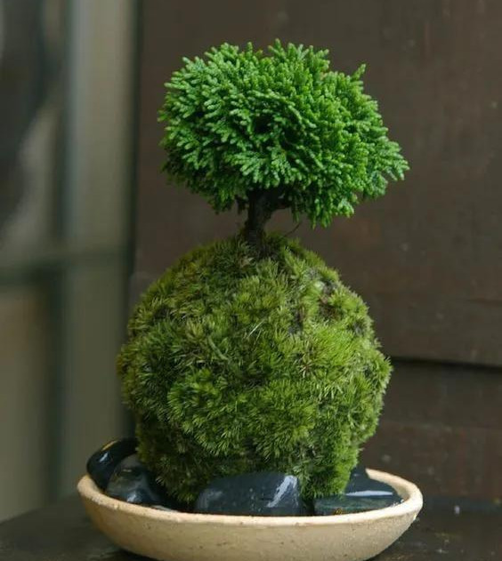 室内绿植种花不用盆,揉一个小球吊起来就让家里美翻