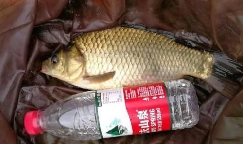 配方|钓鲫鱼从不空手的8个配方,随便挑一样都好使