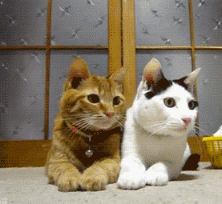 |搞笑动图:家有懒狗一只,谁要领走吧!