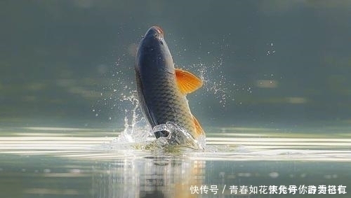 但凡看见鱼在水面频繁跳跃,就赶紧收竿,因为用什么招都不好使